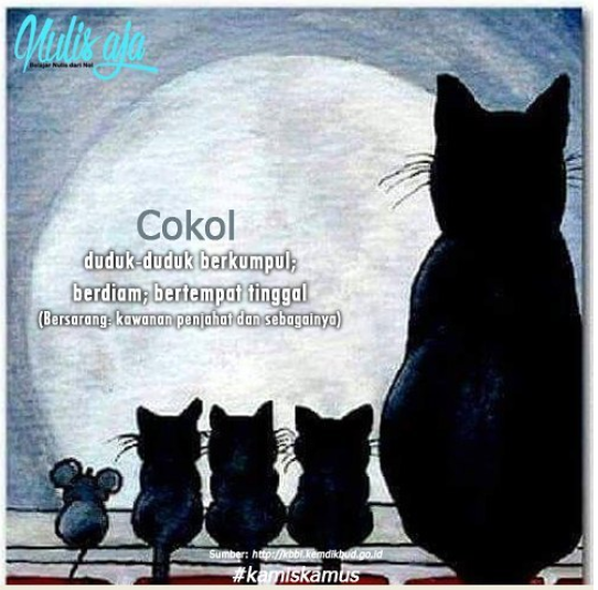 Kamis Kamus – Cokol